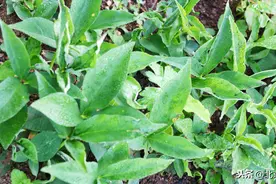 半夏种植技术，半夏防治根腐病的方法有哪些？图片