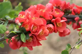 花卉小窍门，贴梗海棠的栽培管理技术，以及病虫害的防治图片