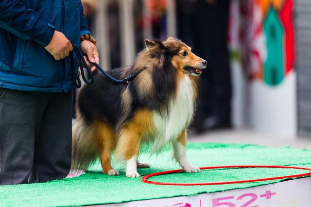 幼犬打嗝怎么办