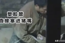 奸商贪婪至极，为了一百多元泯灭人性，揭秘“泥浆灌猪”流程图片