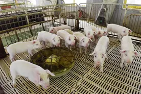 猪价上涨停不下来，谁是幕后黑手？专家预测还涨，咋办？图片