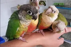 小太阳鹦鹉价格跌入谷底，商家打出一张一只的口号，性价比非常高图片