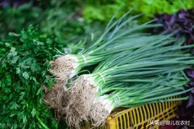 喜欢吃葱的朋友们看过来：种葱季节已到，动起来图片