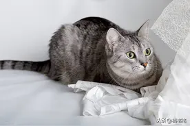 猫为什么会突然攻击主人？如果猫突然攻击你，你需要留意这几方面图片