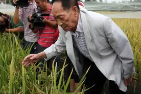 袁隆平院士哽咽谈粮食浪费，国家应严惩图片