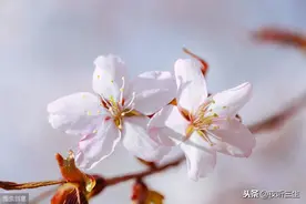 【夜听三生】人生孤寂 且行且珍惜图片
