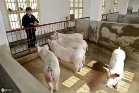 散养户必备养猪技巧，这3种中药能让猪更强壮，而且野外随处可见图片