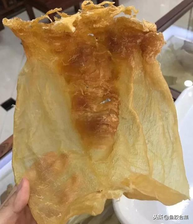 蜘蛛肚花胶 2026年蜘蛛花胶价格,做法,功效及图片大全
