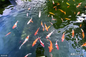 有水的池塘就有鱼，无中生有，鱼从何处来？图片