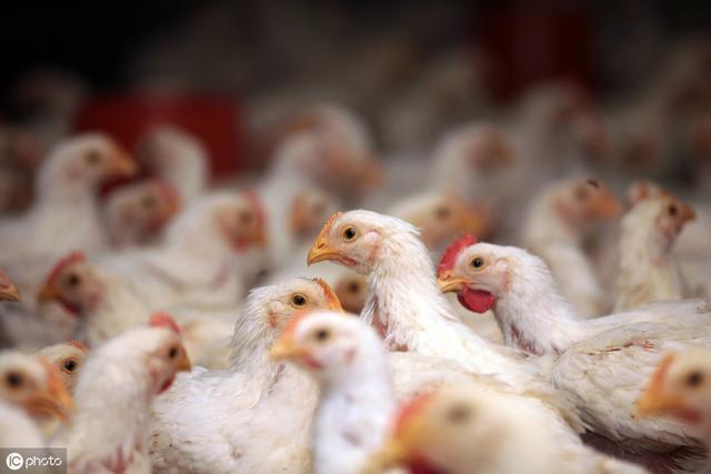 不起眼的石膏粉，养鸡中有大作用，养鸡人收藏了