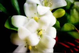 七里香（分布于台湾、海南等地的中药）图片