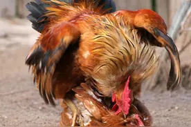 公鸡没有丁丁，蜗牛一起射精。带你科普大自然千奇百怪的交配方式图片