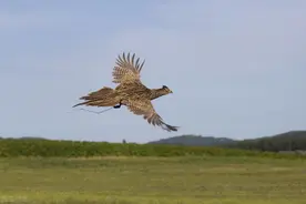 农村野外野鸡的数量变得越来越多，有的甚至泛滥成灾，这是为何？图片