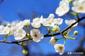 又是一年春来到，又见梨花竞相开图片