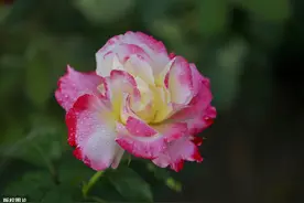 月季新芽抹多少？7大关键决定萌芽去留，让月季枝壮、花大、色艳图片