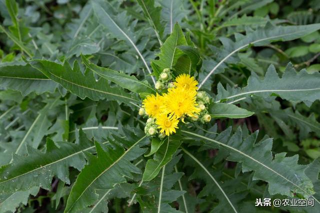 苦菜农村真的很多，跟我们又有什么关系呢？苦菜的保鲜与加工技术