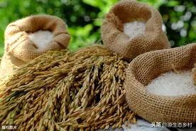 粮食安全下，怎样面对湖南耕地污染问题？湘米转战略储备两全其美图片
