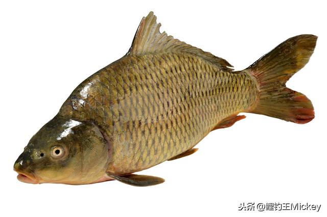 镜鲤不是锦鲤,据说是专为钓鱼人培育的鱼种,为啥钓鱼人喜欢它?
