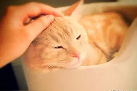 我是一只喵星人，一只可爱的小瘦橘，不是你们想象中的那种大肥猫图片