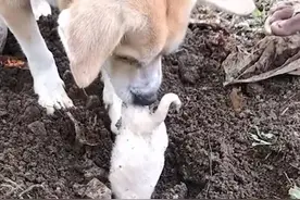 狗妈妈亲自为不幸夭折的孩子挖洞造坟，失魂落魄的守丧数小时图片