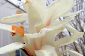 玉兰花俏立枝头，一花独秀迎春来图片