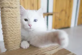 猫为什么喜欢抓挠？原因不是你想象得那么简单图片