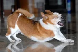 狗“伸懒腰”的几大含义，你都知道哪些呢？图片