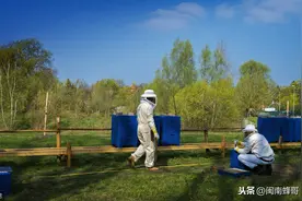 优质蜂王养成记，3个细节6次喂养，这些你都做到了吗图片