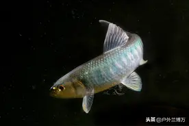 冰钓小技巧：如何在冰钓中钓花杈鱼，这花杈鱼又是什么鱼？图片