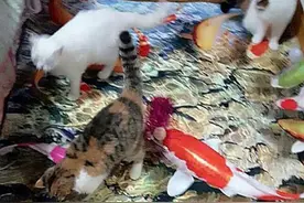 主人买了3D效果的地毯，猫咪们兴奋地以为有大餐吃，结果一脸懵图片