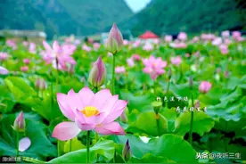 【夜听美文】荷叶母亲图片