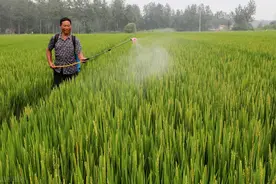 8月份高温多雨，水稻病害多发！农户注意防治图片