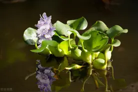 水葫芦：被当做花卉引进的外来入侵物种图片
