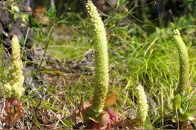 民间称为“不老草”，被挖的成为了受保护的草，如今数量稀少图片