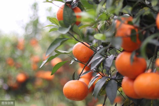当下气温较高，15天足可沤制好花生麸液肥，果农需了解5个关键点