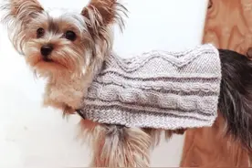 宠物狗衣服和帽子，色调素雅，主人配上同款配饰，很搭图片