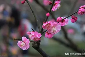 梅妻鹤子，终身不娶，他的后世子孙被日本尊称为“馒头祖师爷”图片