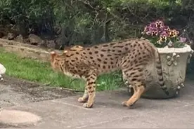 伦敦一宠物猫被误认为豹子 警方出动特警队和两架直升机抓捕图片