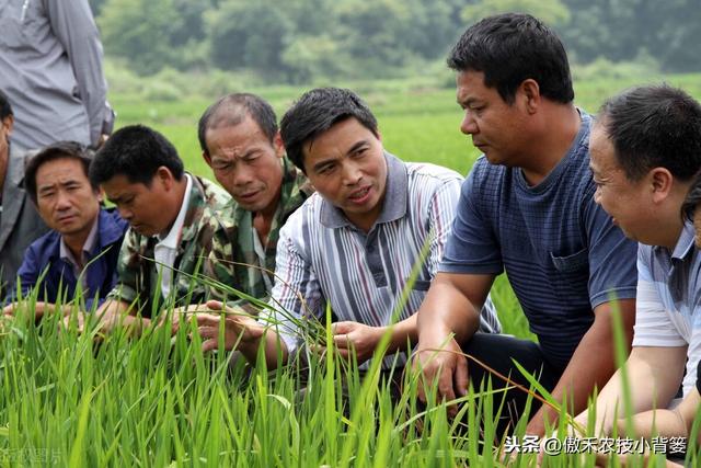 氨基寡糖素使用安全、功能强大、效果好，防治作物病害要巧用
