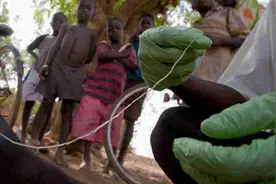 几近灭绝的非洲寄生虫病在越南重现，2020恐怖灾难清单加一图片