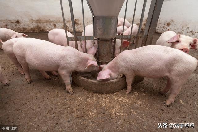 春季敏感期，猪场必须搞好常见猪病防治，千万不要一失足成千古恨