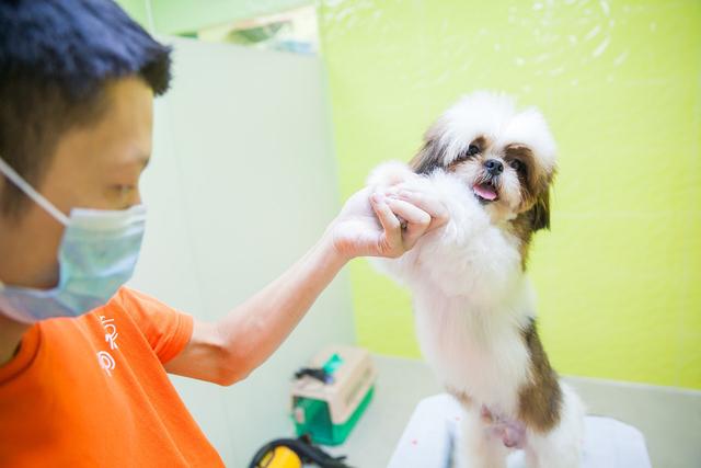 幼犬打嗝怎么办