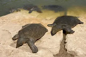 3月行情大跌，今40元一斤，种苗价格飞涨，甲鱼经历了什么图片