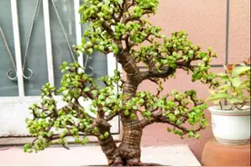 10月份的金枝玉叶2点要“狠”，才能枝粗叶茂，变成老桩美盆景图片