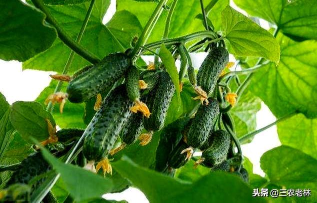 黄瓜喷醋的最佳时间，什么时候多久喷醋最好？掌握正确方法可高产