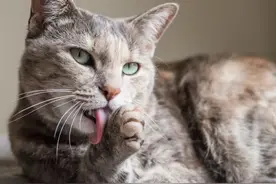 辟谣：猫咪舔毛是正常行为，不用担心！这4种情况铲屎官必须重视图片