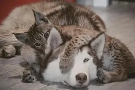 女子图省事，将猞猁和二哈放在一起养，随后画风却跑偏了图片