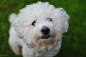 比熊犬一生5大时期，饲养指南图片