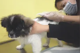 狗狗患上细小抬头看着主人：你会救我吗？我很乖的图片