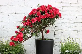 茶花、栀子花发出新叶就哗哗掉？做好四点，才能年年叶绿花繁图片